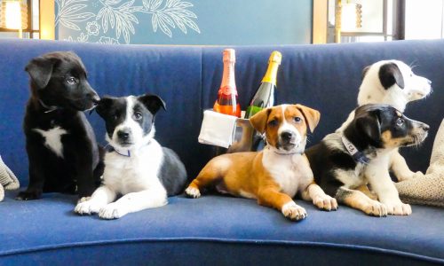 Paws for the cause with an in-room puppy party at Denver’s Kimpton Monaco