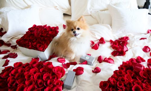 Love is in the air: These hotels turn up the romance quotient for Valentine’s Day to the max